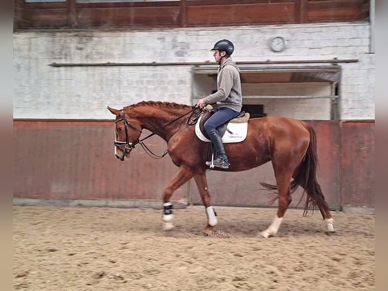 Hannover Giumenta 5 Anni 166 cm Sauro in Regesbostel