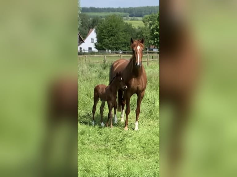 Hannover Giumenta 5 Anni 166 cm Sauro scuro in Hannoversch Münden