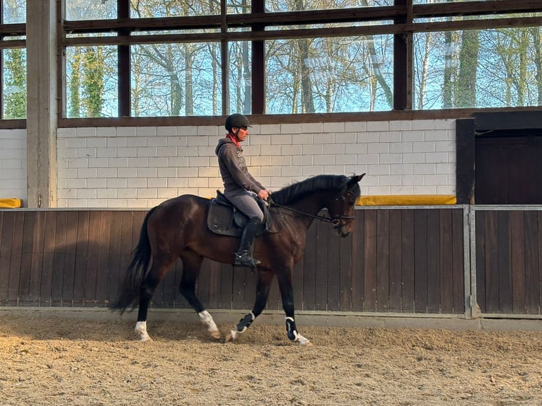 Hannover Giumenta 5 Anni 167 cm Baio in Bielefeld