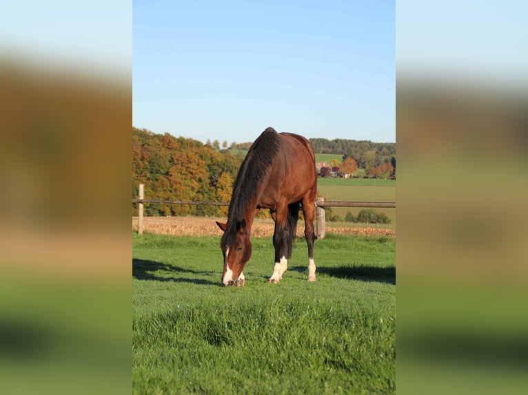 Hannover Giumenta 5 Anni 167 cm Baio in Bielefeld