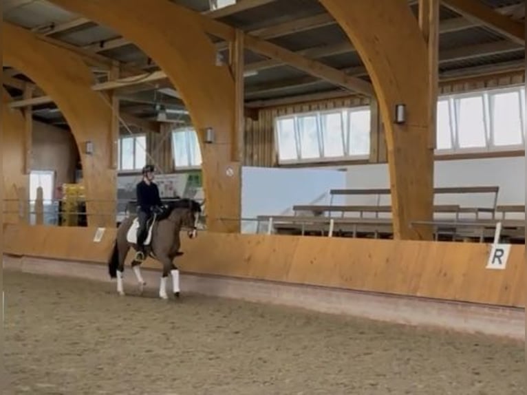 Hannover Giumenta 5 Anni 167 cm Baio in Stuhr