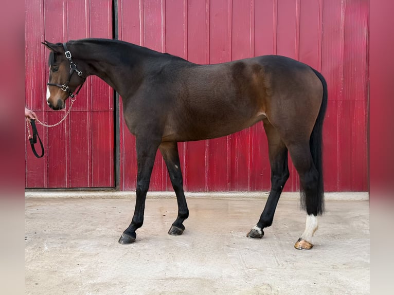 Hannover Giumenta 5 Anni 167 cm Baio in Loipersbach im Burgenland
