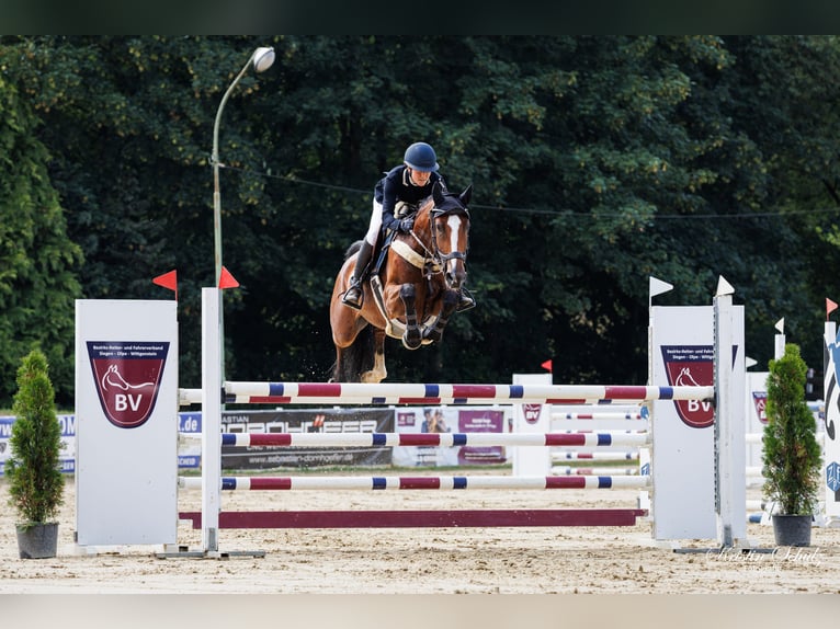 Hannover Giumenta 5 Anni 167 cm Baio in Neunkirchen