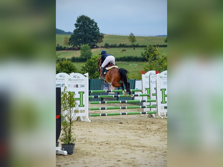 Hannover Giumenta 5 Anni 167 cm Baio in Neunkirchen