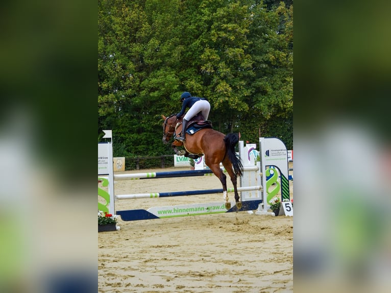 Hannover Giumenta 5 Anni 167 cm Baio in Neunkirchen