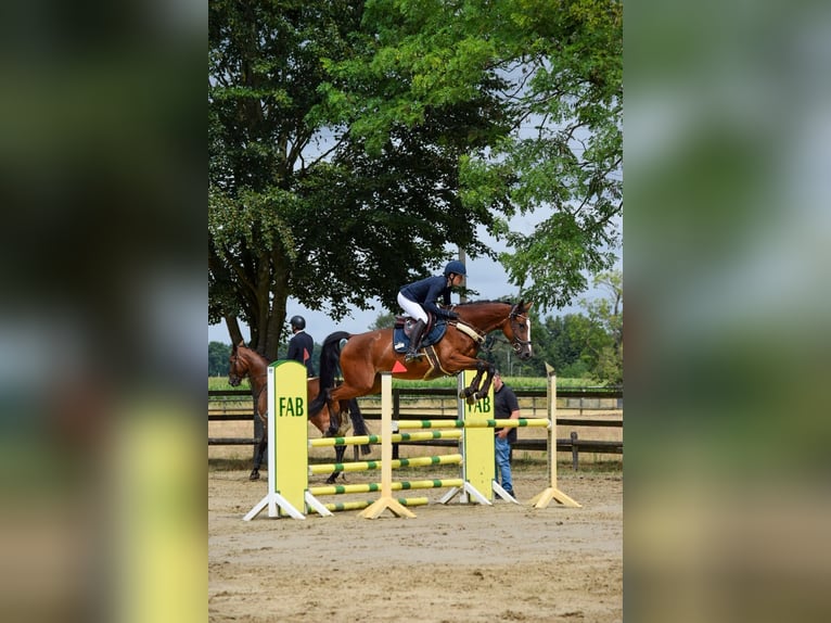Hannover Giumenta 5 Anni 167 cm Baio in Neunkirchen