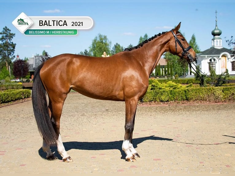 Hannover Giumenta 5 Anni 167 cm Baio ciliegia in Dnipro
