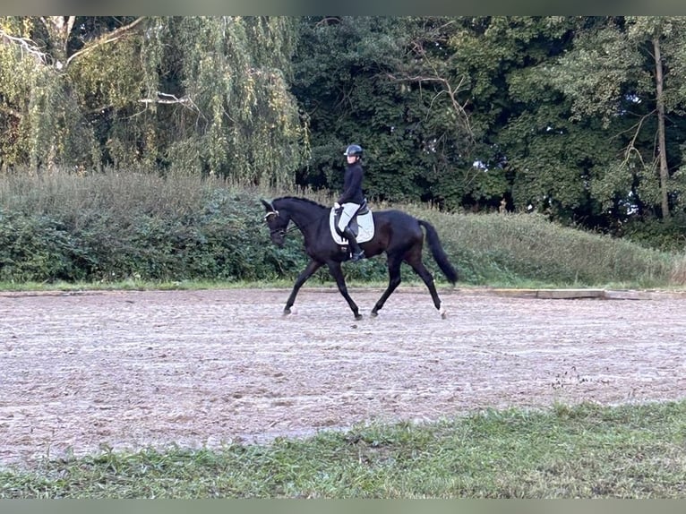 Hannover Giumenta 5 Anni 167 cm Baio scuro in Isernhagen