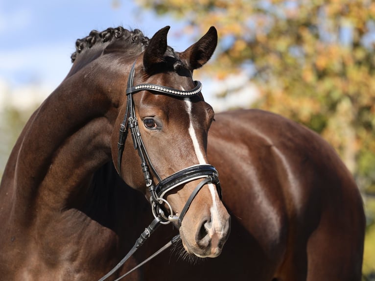 Hannover Giumenta 5 Anni 167 cm Baio scuro in Loewenberger Land, 30 min von Berlin