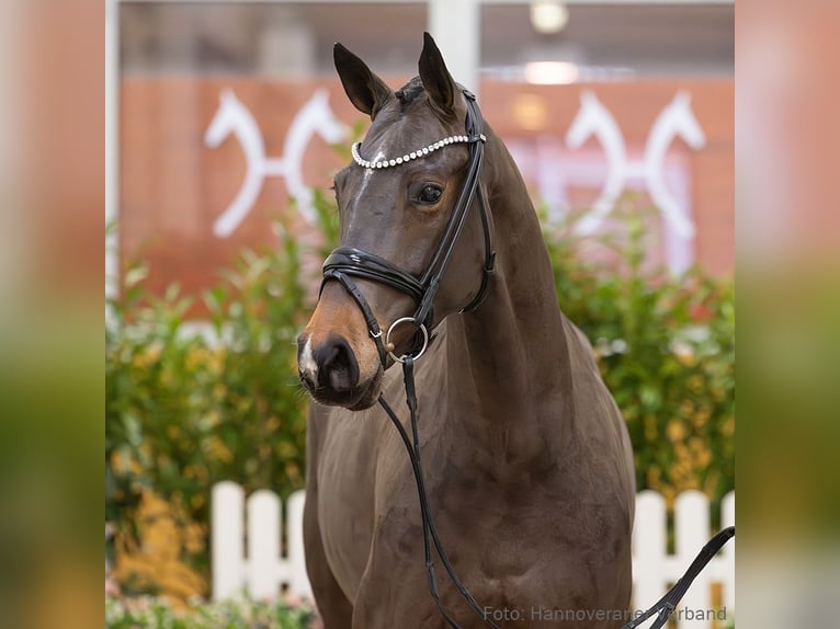 Hannover Giumenta 5 Anni 167 cm Baio scuro in Verden