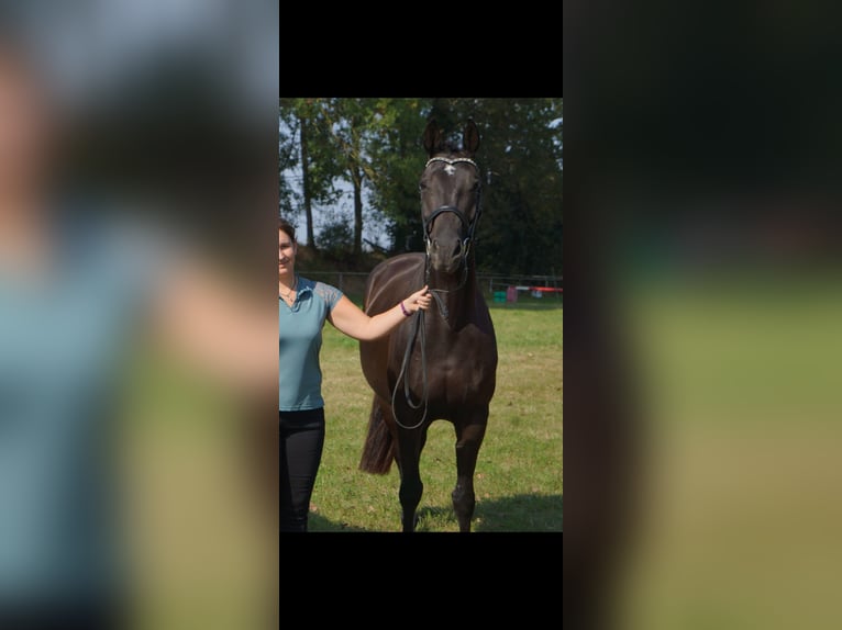 Hannover Giumenta 5 Anni 167 cm Morello in M&#xFC;geln