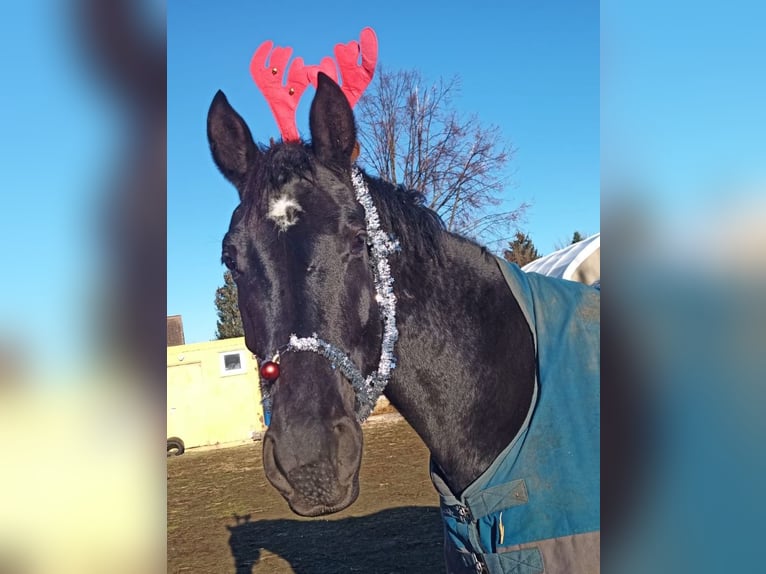 Hannover Giumenta 5 Anni 167 cm Morello in M&#xFC;geln