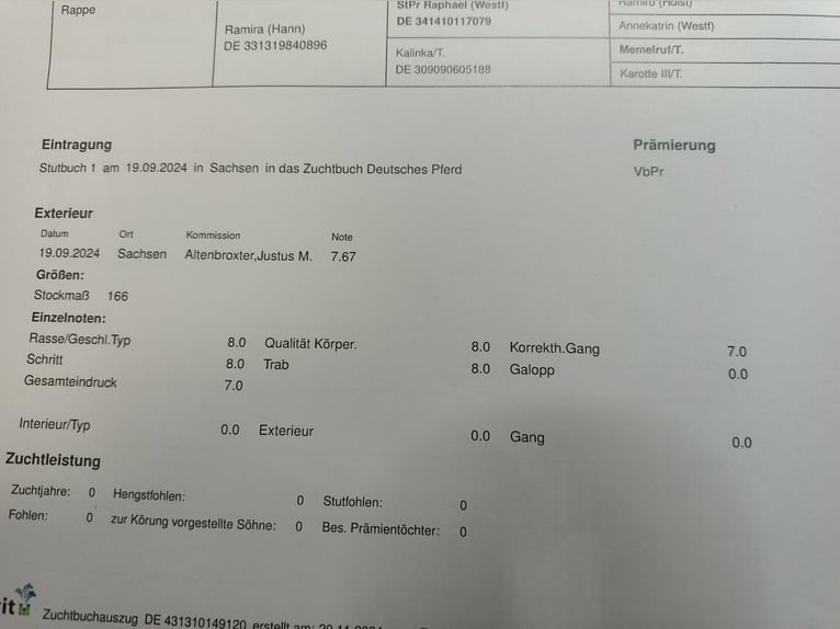 Hannover Giumenta 5 Anni 167 cm Morello in M&#xFC;geln