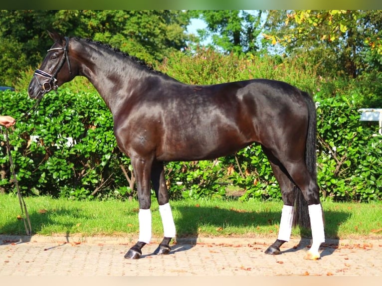 Hannover Giumenta 5 Anni 167 cm Morello in Selsingen