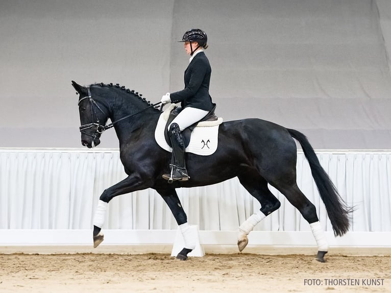 Hannover Giumenta 5 Anni 167 cm Morello in Verden
