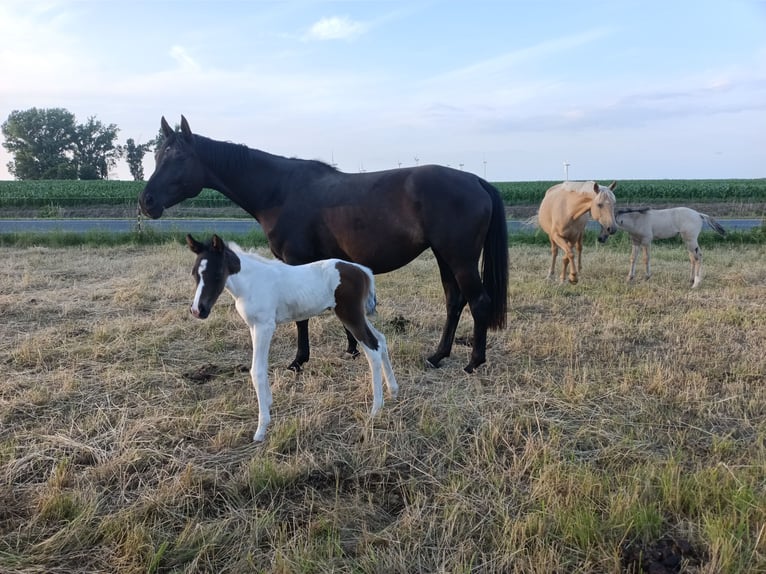 Hannover Giumenta 5 Anni 167 cm Morello in M&#xFC;geln