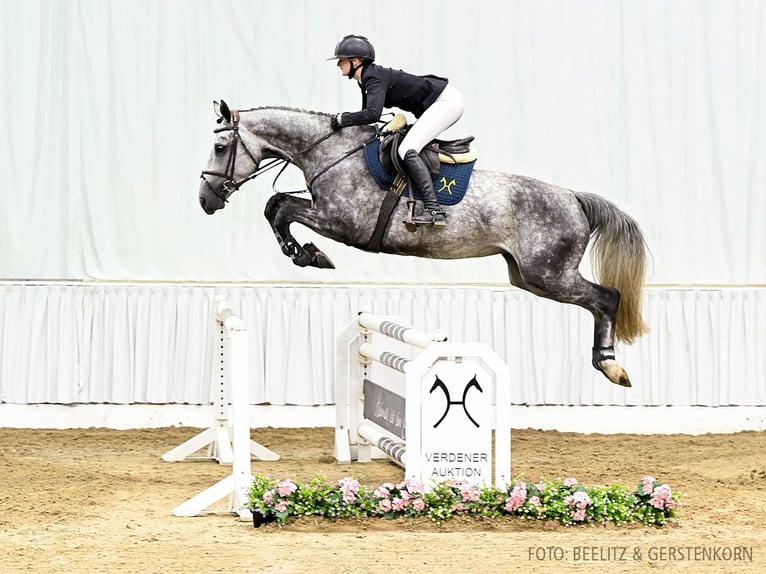 Hannover Giumenta 5 Anni 167 cm Morello in Verden