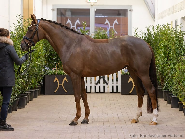 Hannover Giumenta 5 Anni 167 cm Sauro scuro in Verden