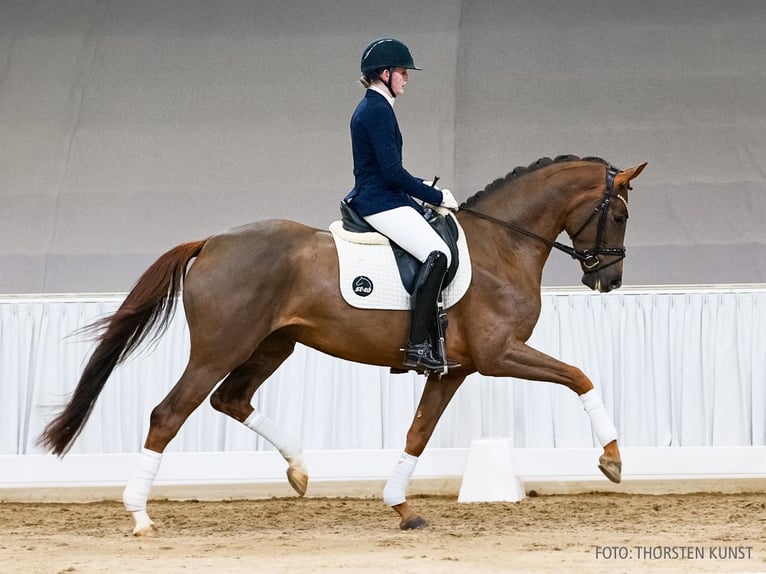 Hannover Giumenta 5 Anni 167 cm Sauro scuro in Verden