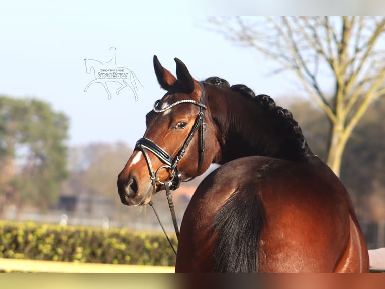 Hannover Giumenta 5 Anni 168 cm Baio in Reeßum