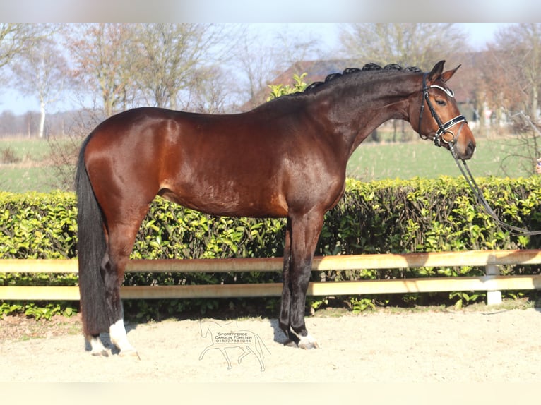 Hannover Giumenta 5 Anni 168 cm Baio in Reeßum