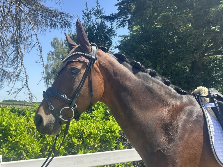 Hannover Giumenta 5 Anni 168 cm Baio in Uedem