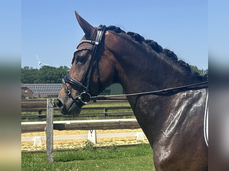 Hannover Giumenta 5 Anni 168 cm Baio in Uedem