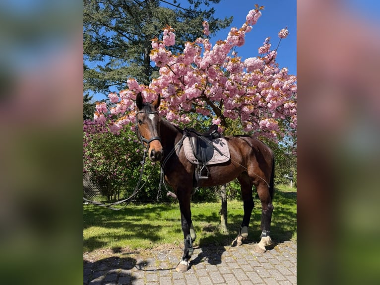 Hannover Giumenta 5 Anni 168 cm Baio in Marienborn