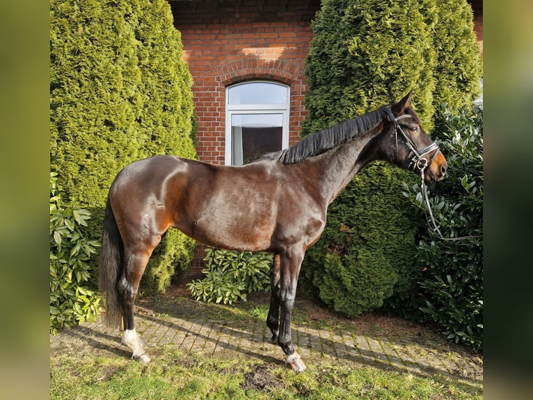 Hannover Giumenta 5 Anni 168 cm Baio in Langenhagen