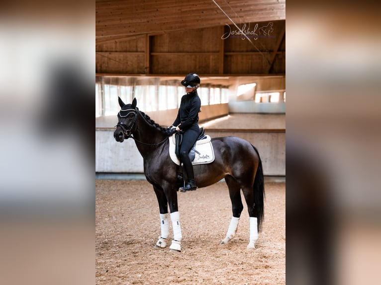 Hannover Giumenta 5 Anni 168 cm Baio nero in Grundsheim