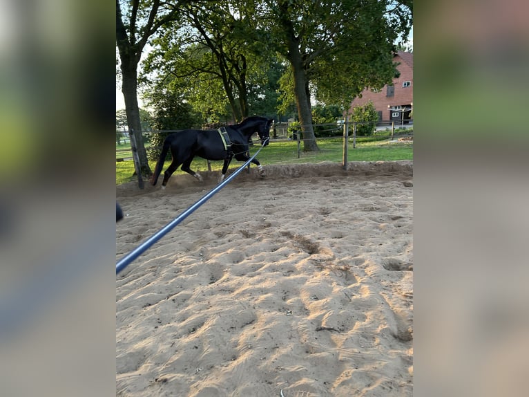 Hannover Giumenta 5 Anni 168 cm Baio nero in Wielen