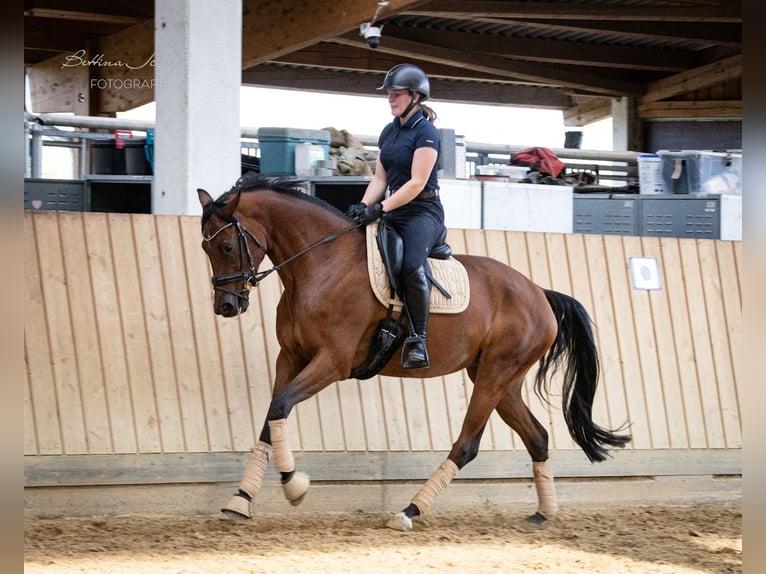 Hannover Giumenta 5 Anni 168 cm Baio scuro in Bad Wildungen