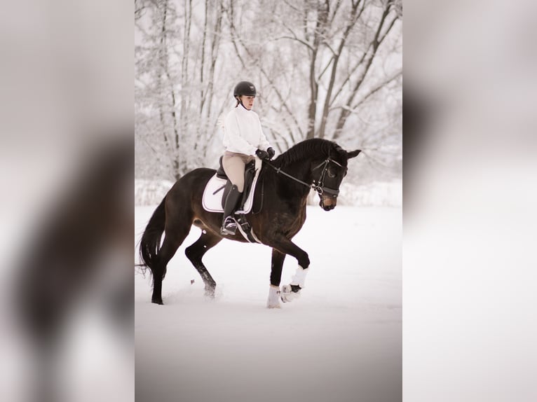 Hannover Giumenta 5 Anni 168 cm Baio scuro in Meinhard