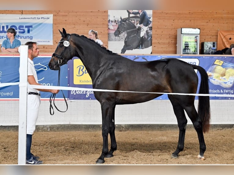 Hannover Giumenta 5 Anni 168 cm Baio scuro in Postmünster