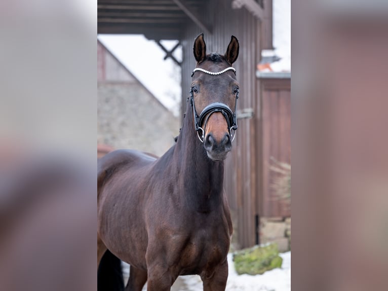 Hannover Giumenta 5 Anni 168 cm  in Bramsche