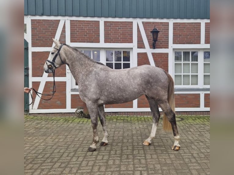 Hannover Giumenta 5 Anni 168 cm Grigio in Fredenbeck