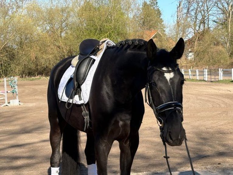 Hannover Giumenta 5 Anni 168 cm Morello in Verden (Aller)