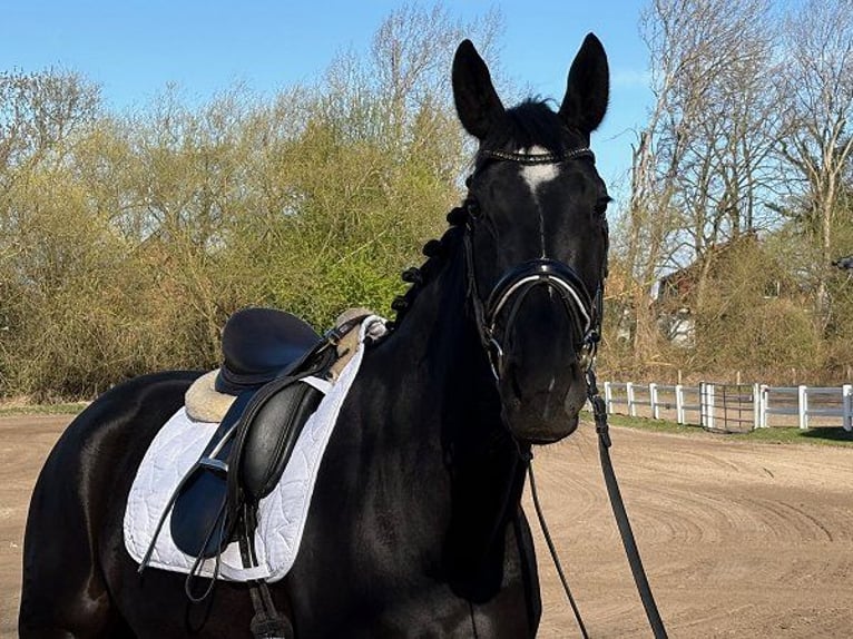 Hannover Giumenta 5 Anni 168 cm Morello in Verden (Aller)