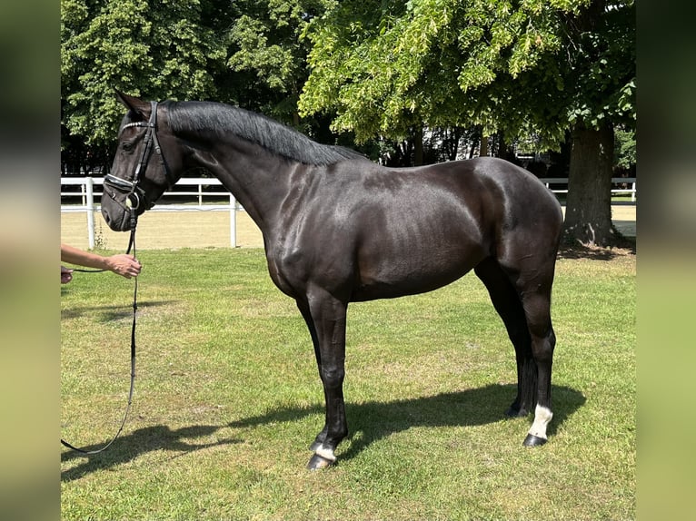 Hannover Giumenta 5 Anni 168 cm Morello in Hamm