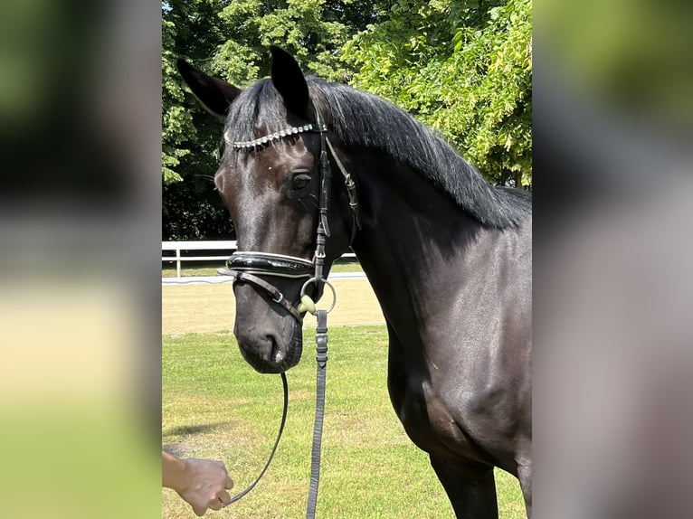 Hannover Giumenta 5 Anni 168 cm Morello in Hamm