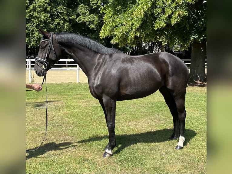 Hannover Giumenta 5 Anni 168 cm Morello in Hamm
