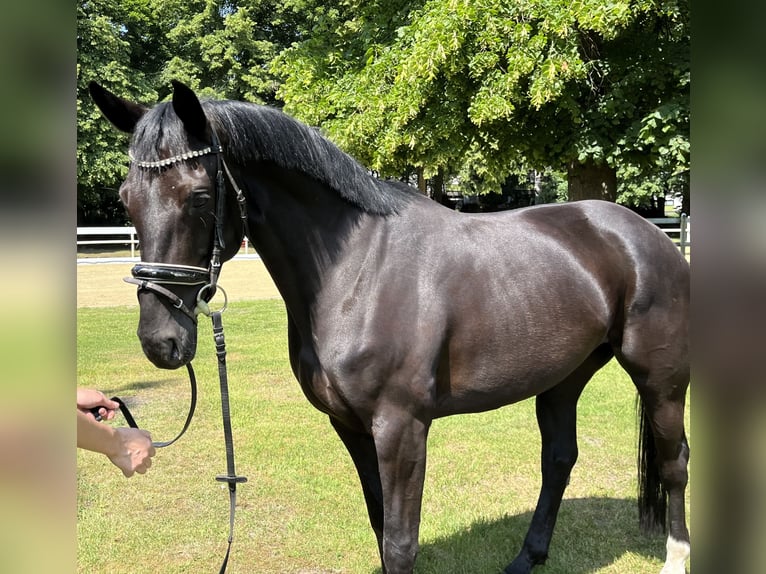 Hannover Giumenta 5 Anni 168 cm Morello in Hamm