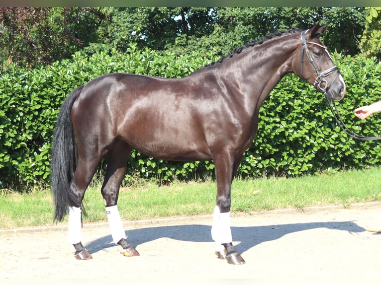 Hannover Giumenta 5 Anni 168 cm Morello in Selsingen