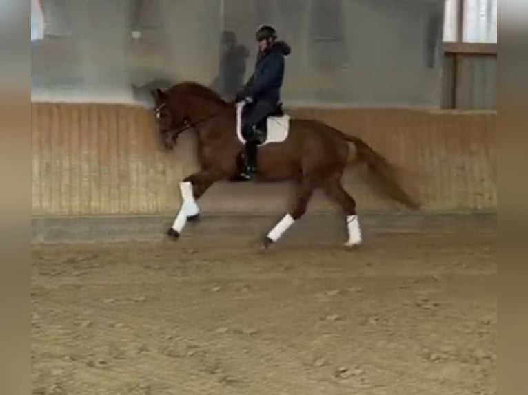 Hannover Giumenta 5 Anni 168 cm Sauro in Köln