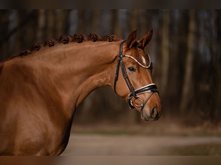 Hannover Giumenta 5 Anni 168 cm Sauro in Wehringen