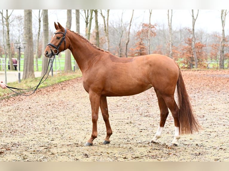 Hannover Giumenta 5 Anni 168 cm Sauro in Kutenholz