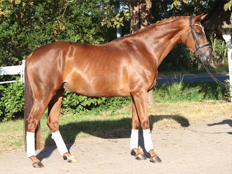 Hannover Giumenta 5 Anni 168 cm Sauro in Selsingen