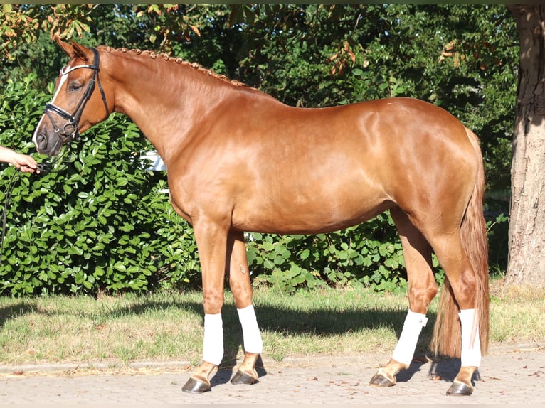 Hannover Giumenta 5 Anni 168 cm Sauro in Selsingen