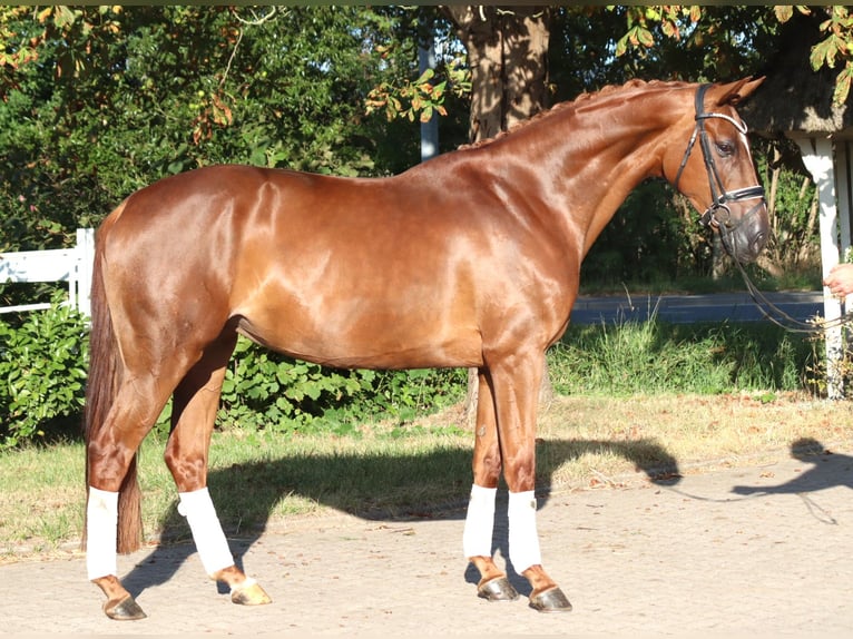 Hannover Giumenta 5 Anni 168 cm Sauro in Selsingen
