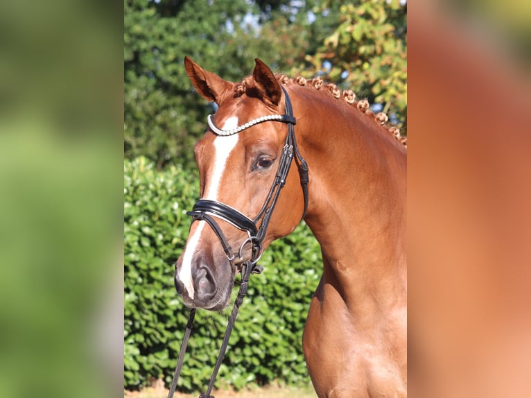 Hannover Giumenta 5 Anni 168 cm Sauro in Selsingen